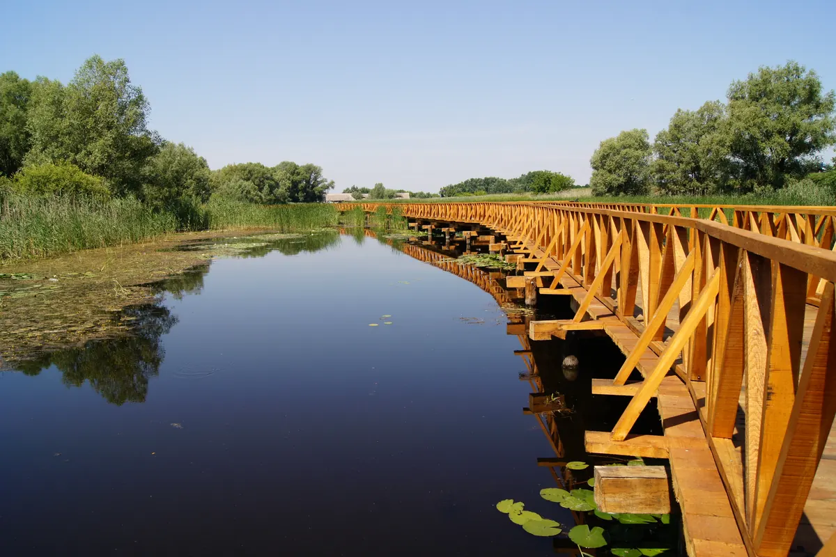 Wooden boardwalk over the still water and reed beds of the Kopački rit wetland in eastern Croatia