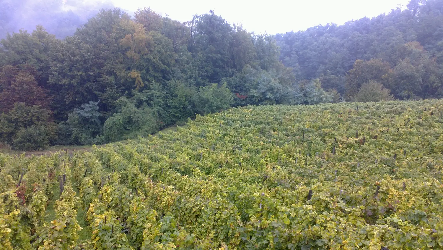 Green vineyard hills in the Hrvatsko Zagorje region of inland Croatia