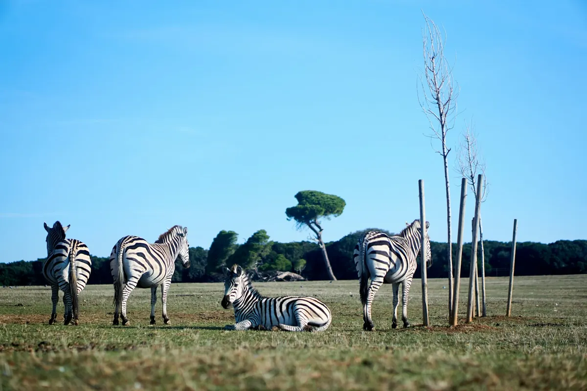Zebras grazing under stone pines in the safari park on Veliki Brijun, Brijuni National Park, Croatia