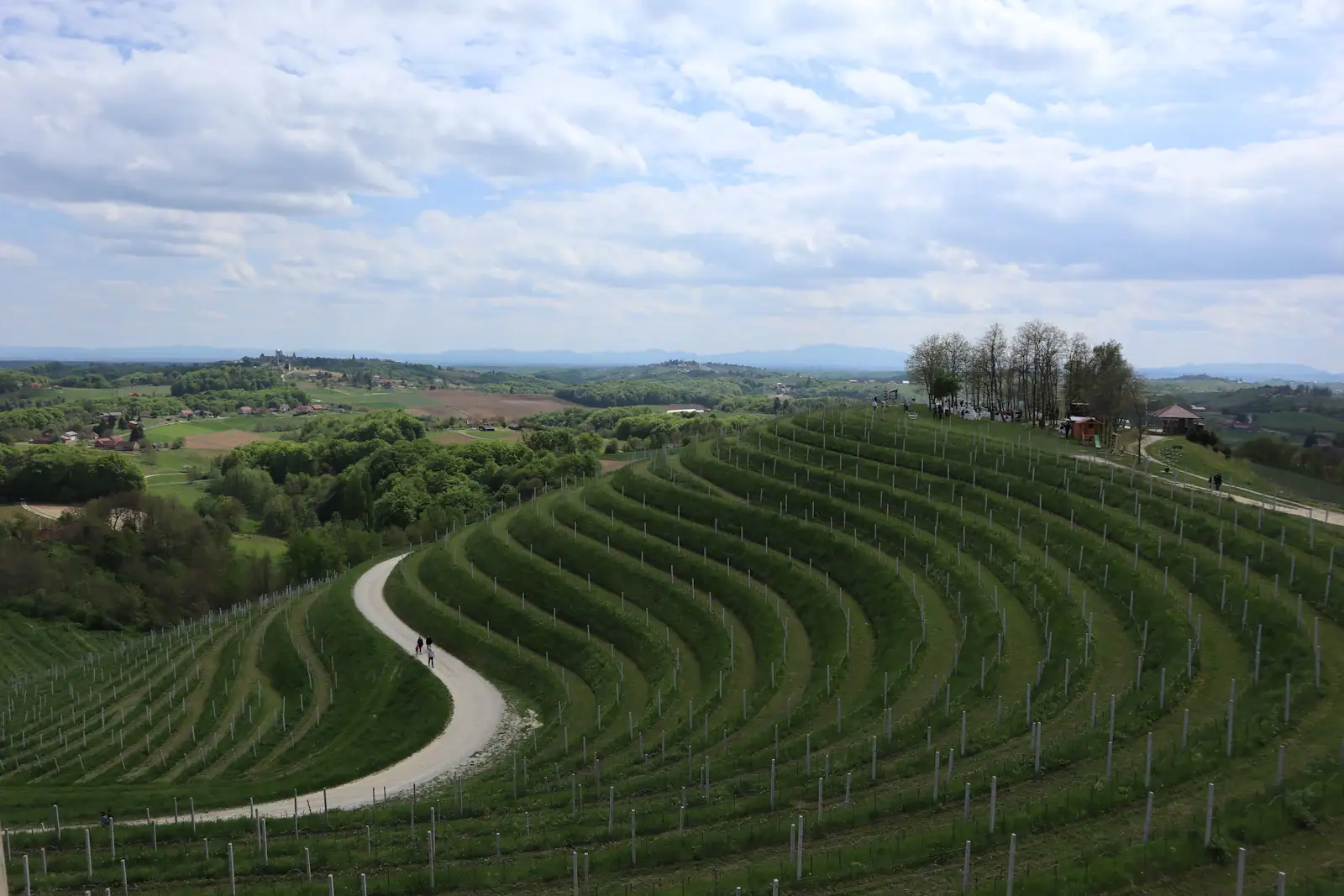 Curving rows of vines across the wide open farmland plains of Slavonia in eastern Croatia