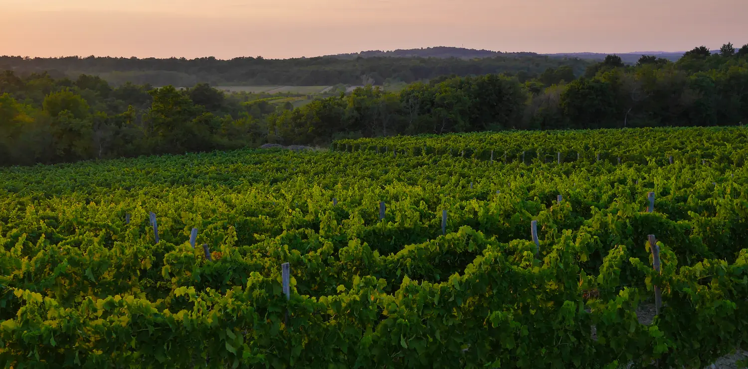 Vineyards on rolling hills in inland Istria at dusk, Croatia